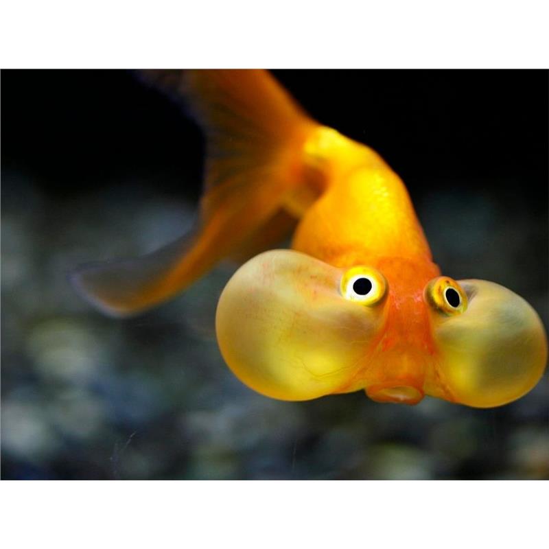 Carassius auratus l.f. bubble eye red - imagine 3